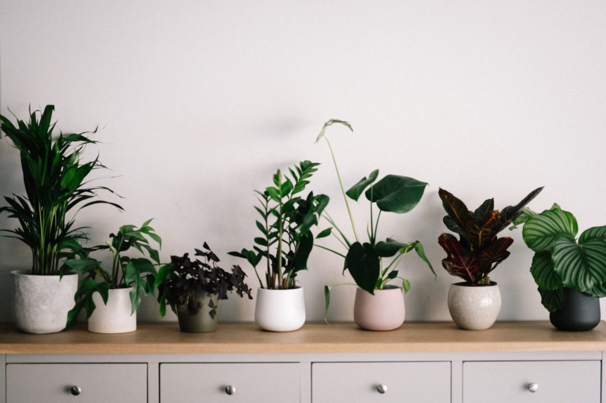House plants on a counter